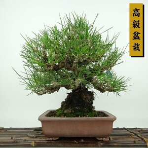 ~    28cm ܂ ~ Pinus thunbergii N}c }c ΐjt Ϗܗp i