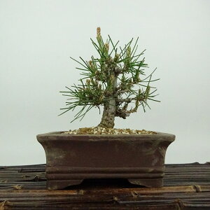 ~    13cm ܂ Pinus thunbergii N}c }c ΐjt Ϗܗp i i 