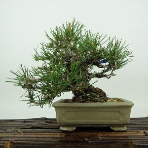 ~    13cm ܂ Pinus thunbergii N}c }c ΐjt Ϗܗp i i