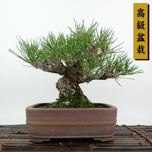 ~    18cm ܂ ~ Pinus thunbergii N}c}c ΐjt Ϗܗp i i