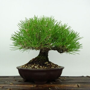 ~    20cm ܂ Pinus thunbergii N}c }c ΐjt Ϗܗp i i