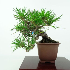 盆栽 松 黒松 樹高 上下 約14cm くろまつ Pinus thunbergii クロマツ マツ科 常緑針葉樹 鑑賞用 観賞用 小品 現品