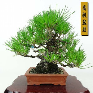 ~    24cm ܂ ~ Pinus thunbergii N}c }c ΐjt ӏܗp Ϗܗp i