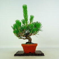 楽天市場】岩松（盆栽｜花・観葉植物）：花・ガーデン・DIYの通販