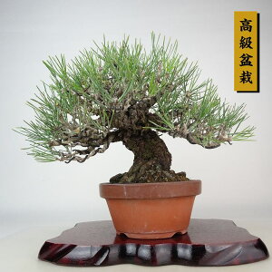 ~    21cm ܂ ~ Pinus thunbergii N}c }c ΐjt Ϗܗp i
