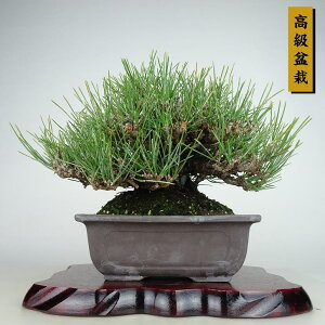 ~     15cm ܂ ~ Pinus thunbergii N}c }c ΐjt Ϗܗp i i