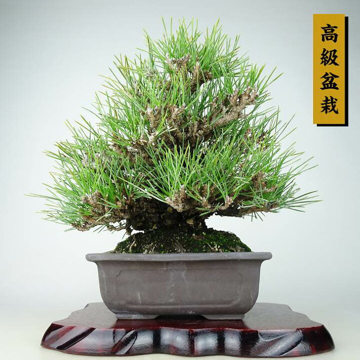 楽天市場】盆栽 松 黒松 瑞宝 樹高 約27cm くろまつ 高級盆栽 Pinus 