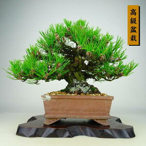 ~    21cm ܂ ~ Pinus thunbergii N}c }c ΐjt Ϗܗp i