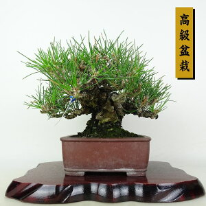 ~    29cm ܂ ~ Pinus thunbergii N}c }c ΐjt ӏܗp Ϗܗp i