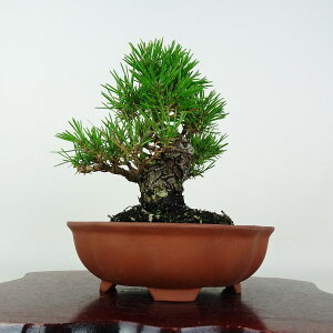 ~    15cm ܂ Pinus thunbergii N}c }c ΐjt ӏܗp Ϗܗp i i