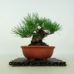 ~    15cm ܂ Pinus thunbergii N}c }c ΐjt ӏܗp Ϗܗp i i