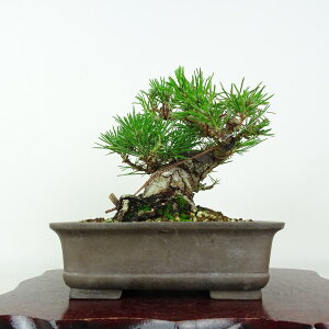 ~    15cm ܂ Pinus thunbergii N}c }c ΐjt ӏܗp Ϗܗp i i