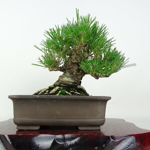 ~    16cm ܂ Pinus thunbergii N}c }c ΐjt ӏܗp Ϗܗp i i