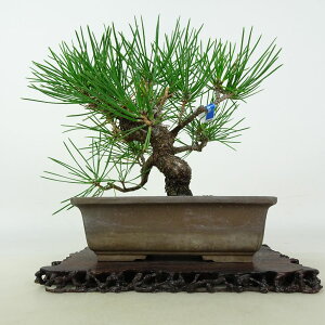 ~    15cm ܂ Pinus thunbergii N}c }c ΐjt ӏܗp Ϗܗp i i 
