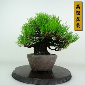 �~�� �� ���� ���� ��23cm ����܂� �����~�� Pinus thunbergii �N���}�c �}�c�� ��ΐj�t�� �ӏܗp �Ϗܗp ���i
