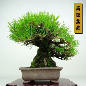 ~    25cm ܂ ~ Pinus thunbergii N}c }c ΐjt ӏܗp Ϗܗp i