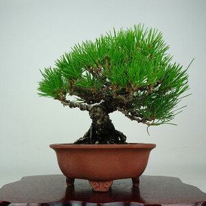 �~�� �� ���� ���� ��18cm ����܂� Pinus thunbergii �N���}�c �}�c�� ��ΐj�t�� �ӏ� �Ϗܗp ���i ���i