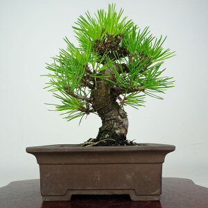 ~    18cm ܂ Pinus thunbergii N}c }c ΐjt ӏ Ϗܗp i i