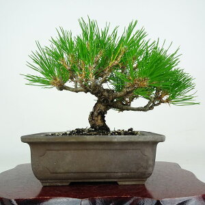 �~�� �� ���� ���� ��16cm ����܂� Pinus thunbergii �N���}�c �}�c�� ��ΐj�t�� �ӏ� �Ϗܗp ���i ���i ��������