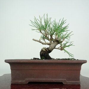 ~    14cm ܂ Pinus thunbergii N}c }c ΐjt ӏ Ϗܗp i i