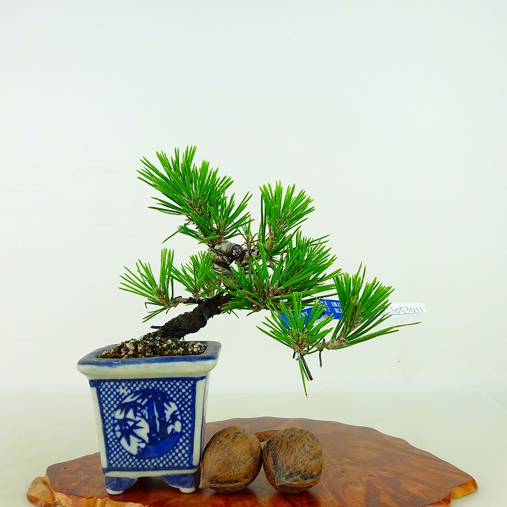 楽天市場】盆栽 松 黒松 樹高 上下 約13cm くろまつ Pinus thunbergii
