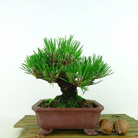 盆栽 松 黒松 樹高 約13cm くろまつ Pinus thunbergii クロマツ マツ科 常緑針葉樹 観賞用 小品 現品 送料無料