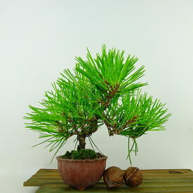 盆栽 松 黒松 樹高 約15cm くろまつ Pinus thunbergii クロマツ マツ科 常緑針葉樹 観賞用 小品 現品 送料無料