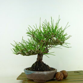 盆栽 松 黒松 樹高 約19cm くろまつ Pinus thunbergii クロマツ マツ科 常緑針葉樹 観賞用 小品 現品 送料無料