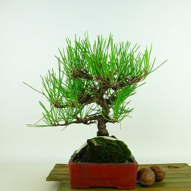 盆栽 松 黒松 樹高 約22cm くろまつ Pinus thunbergii クロマツ マツ科 常緑針葉樹 観賞用 現品 送料無料