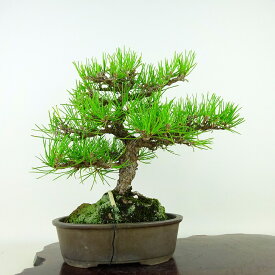 盆栽 松 黒松 樹高 約25cm くろまつ Pinus thunbergii クロマツ マツ科 常緑針葉樹 観賞用 現品 送料無料