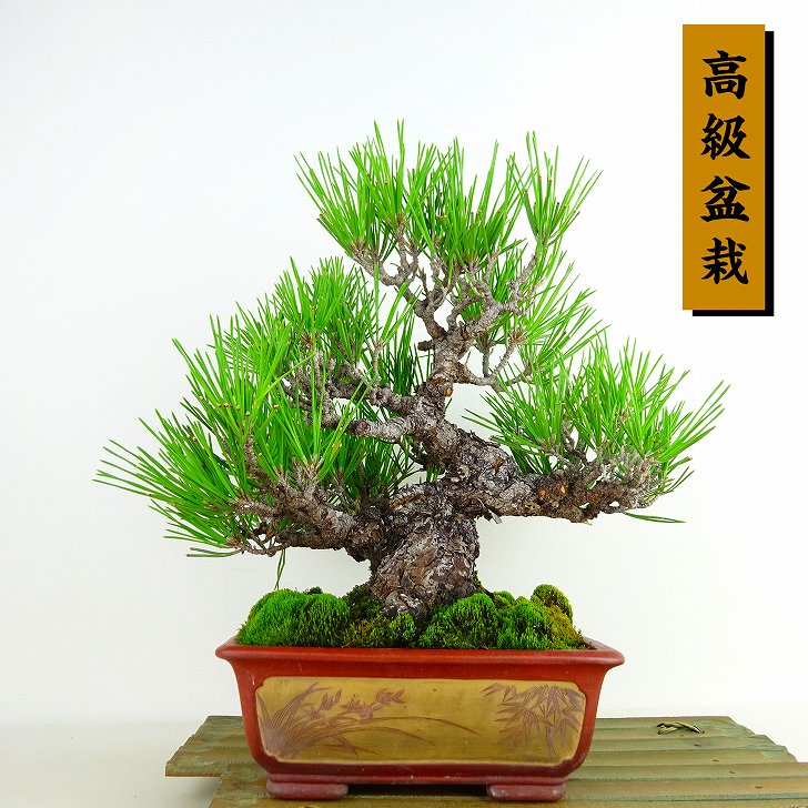 楽天市場】盆栽 松 黒松 樹高 約23cm くろまつ 高級盆栽 Pinus