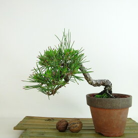 盆栽 松 樹高 約14cm 黒松 くろまつ Pinus thunbergii クロマツ マツ科 常緑針葉樹 観賞用 小品 現品