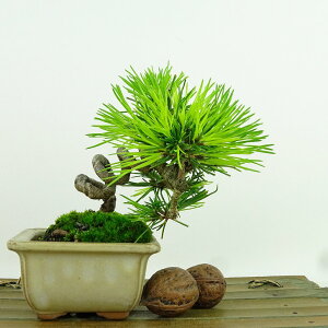 ~    10cm ܂ Pinus thunbergii N}c }c ΐjt Ϗܗp i i 
