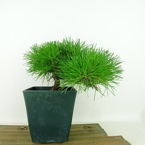 ~    16cm ܂ Pinus thunbergii N}c }c ΐjt Ϗܗp i i 