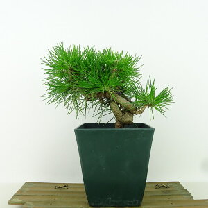 ~    14cm ܂ Pinus thunbergii N}c }c ΐjt Ϗܗp i i 