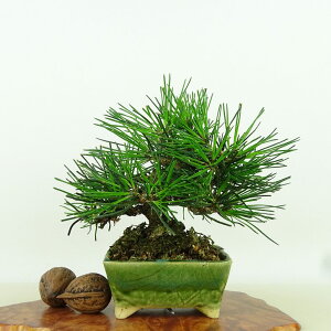 ~    12cm ܂ Pinus thunbergii N}c }c ΐjt Ϗܗp i i