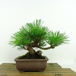~    15cm ܂ Pinus thunbergii N}c }c ΐjt Ϗܗp i i 