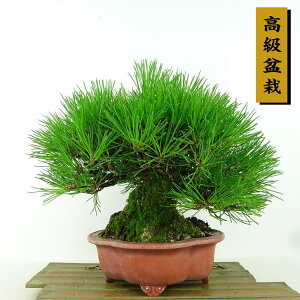 ~    20cm ܂ ~ Pinus thunbergii N}c }c ΐjt Ϗܗp i i