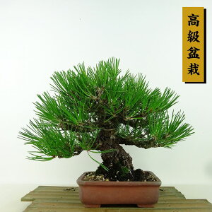 ~    20cm ܂ ~ Pinus thunbergii N}c }c ΐjt Ϗܗp i i