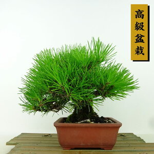 ~    17cm ܂ ~ Pinus thunbergii N}c }c ΐjt Ϗܗp i i