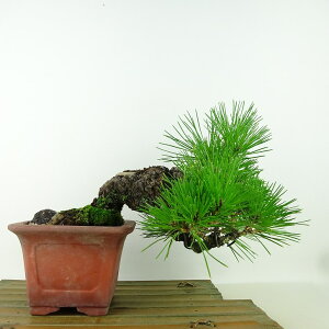 ~    ㉺ 17cm ܂ Pinus thunbergii N}c }c ΐjt Ϗܗp i i