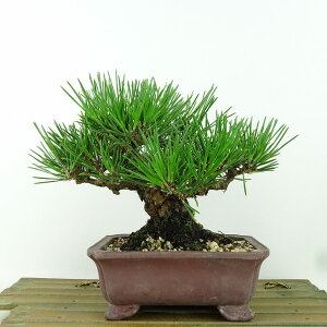 ~    14cm ܂ Pinus thunbergii N}c }c ΐjt Ϗܗp i i