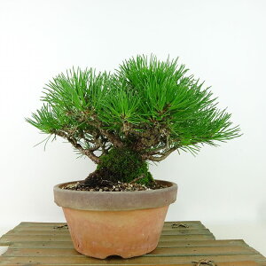 ~    15cm ܂ Pinus thunbergii N}c }c ΐjt Ϗܗp i i
