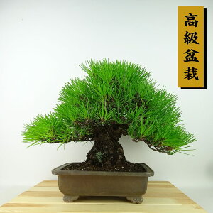 ~    25cm ܂ ~ Pinus thunbergii N}c }c ΐjt Ϗܗp i