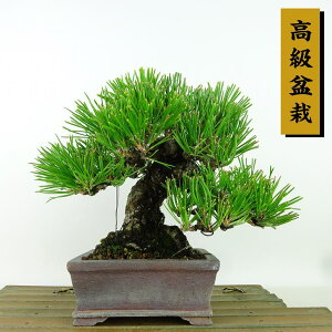 ~    16cm ܂ ~ Pinus thunbergii N}c }c ΐjt Ϗܗp i i