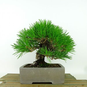 ~    17cm ܂ Pinus thunbergii N}c }c ΐjt Ϗܗp i i