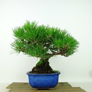 ~    20cm ܂ Pinus thunbergii N}c }c ΐjt Ϗܗp i i