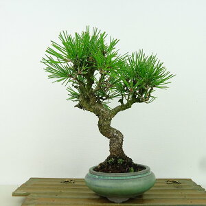 ~    20cm ܂ Pinus thunbergii N}c }c ΐjt Ϗܗp i i 