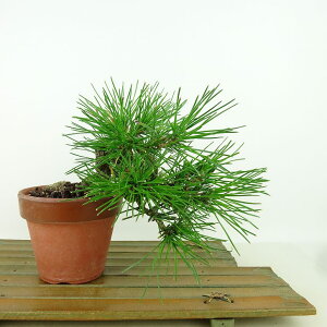 ~    ㉺ 16cm ܂ Pinus thunbergii N}c }c ΐjt Ϗܗp i i