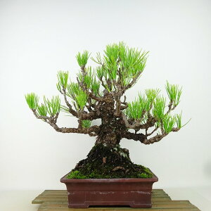 ~    29cm ܂ Pinus thunbergii N}c }c ΐjt Ϗܗp i